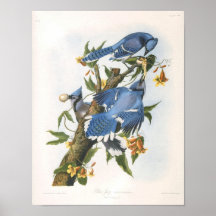 Blue Jay, John James Audubon Poster