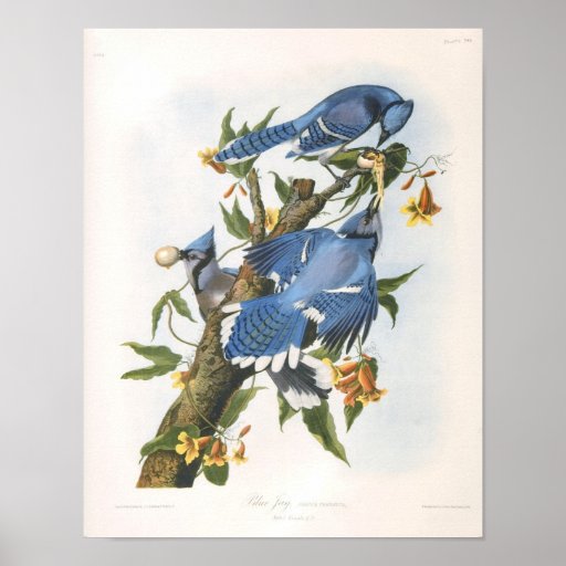 Blue Jay, John James Audubon Poster