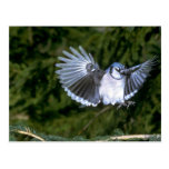 Blue Jay landing Post Cards