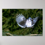 Blue Jay landing posters