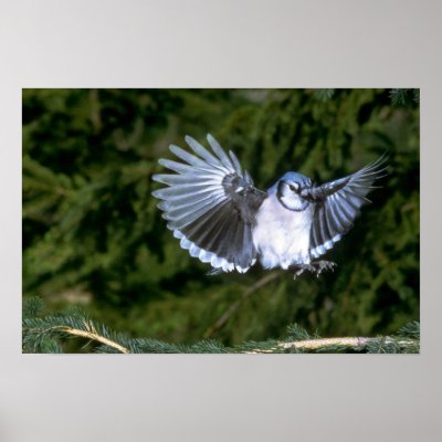 Blue Jay landing Posters by lolanimals