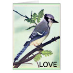 Blue Jay Love Card