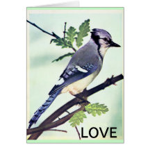 Blue Jay Love Card