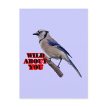 Blue Jay Lover Postcards