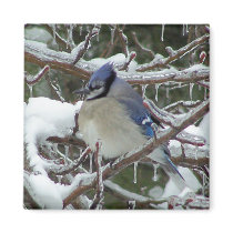 Blue Jay