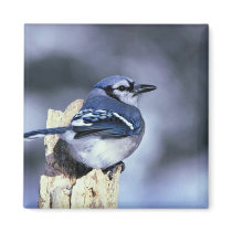 Blue jay magnets