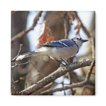 Blue Jay Magnet