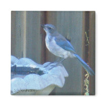 Blue Jay Magnet