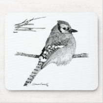 Blue Jay