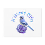 Blue Jay Nature's Gift Post Card