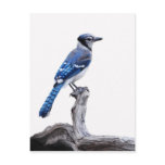 Blue Jay on a Stump postcards