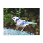 Blue Jay on Bowl Post Cards