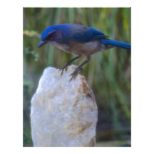 Blue Jay on crystal Letterhead