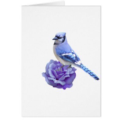 Blue Jay on Rose Greeting Cards by TLArnold