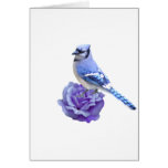 Blue Jay on Rose Greeting Cards