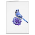 Blue Jay on Rose cards