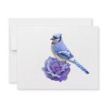 Blue Jay on Rose Announcement