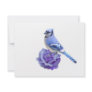 Blue Jay on Rose Announcement