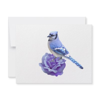 Blue Jay on Rose Announcement by TLArnold