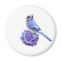 Blue Jay on Rose Magnet