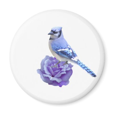 Blue Jay on Rose Magnet by TLArnold