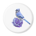 Blue Jay on Rose magnets