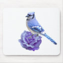 Blue Jay on Rose mousepads
