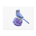Blue Jay on Rose Postcards