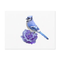 Blue Jay on Rose Postcards