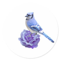 Blue Jay on Rose Round Stickers