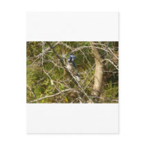 Blue Jay Ornithology Postcard