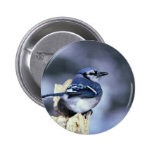 Blue jay pinback buttons