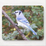 Blue Jay Posing Mouse Pads