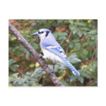 Blue Jay Posing Postcards