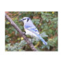 Blue Jay Posing Postcards