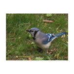 Blue Jay Post Card postcards