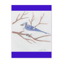 Blue Jay Post Card