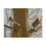 Blue Jay Post Cards