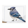 Blue Jay Postcard