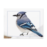 Blue Jay postcards