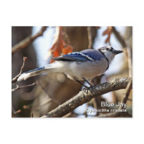 Blue Jay Postcard