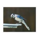 Blue Jay postcards