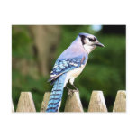 Blue Jay Postcard