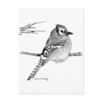 Blue Jay