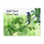 Blue Jay postcards