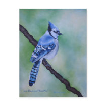 Blue Jay Postcard