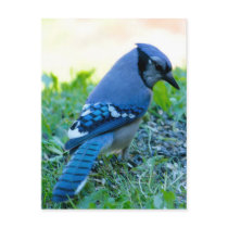 Blue Jay Postcard
