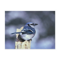Blue jay postcards