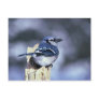 Blue jay postcards