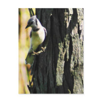 Blue Jay Postcard
